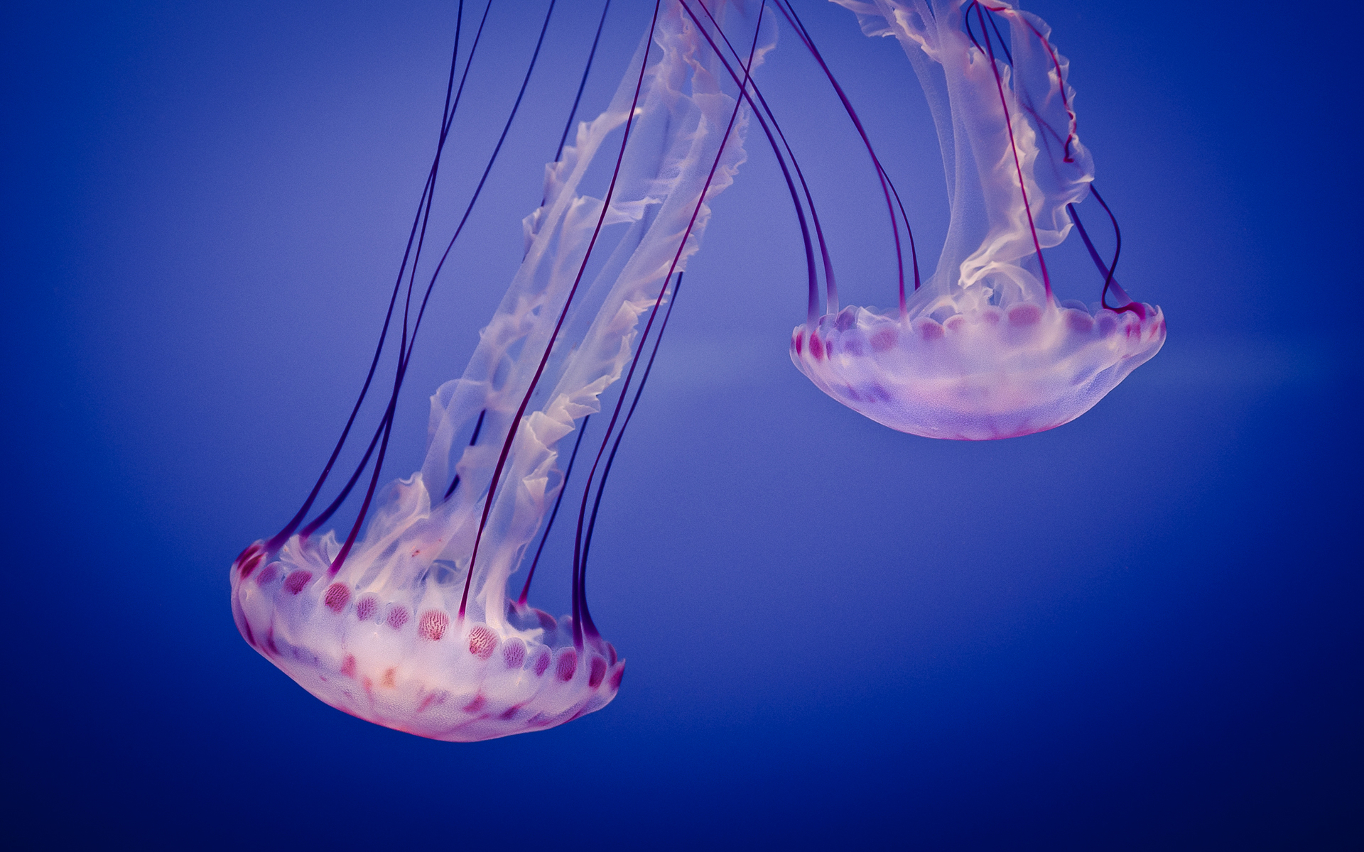 Daily Wallpaper: Beautiful Jellyfish From the Monterey Bay Aquarium | I