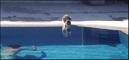 amazing-gifs-pt4-cat-jump-pool.gif