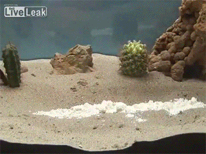 best-gifs-12-chemical-reaction.gif