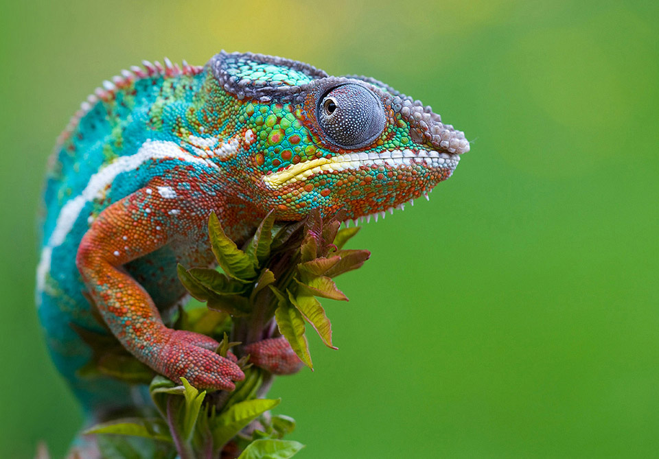 colorful-chameleon.jpg