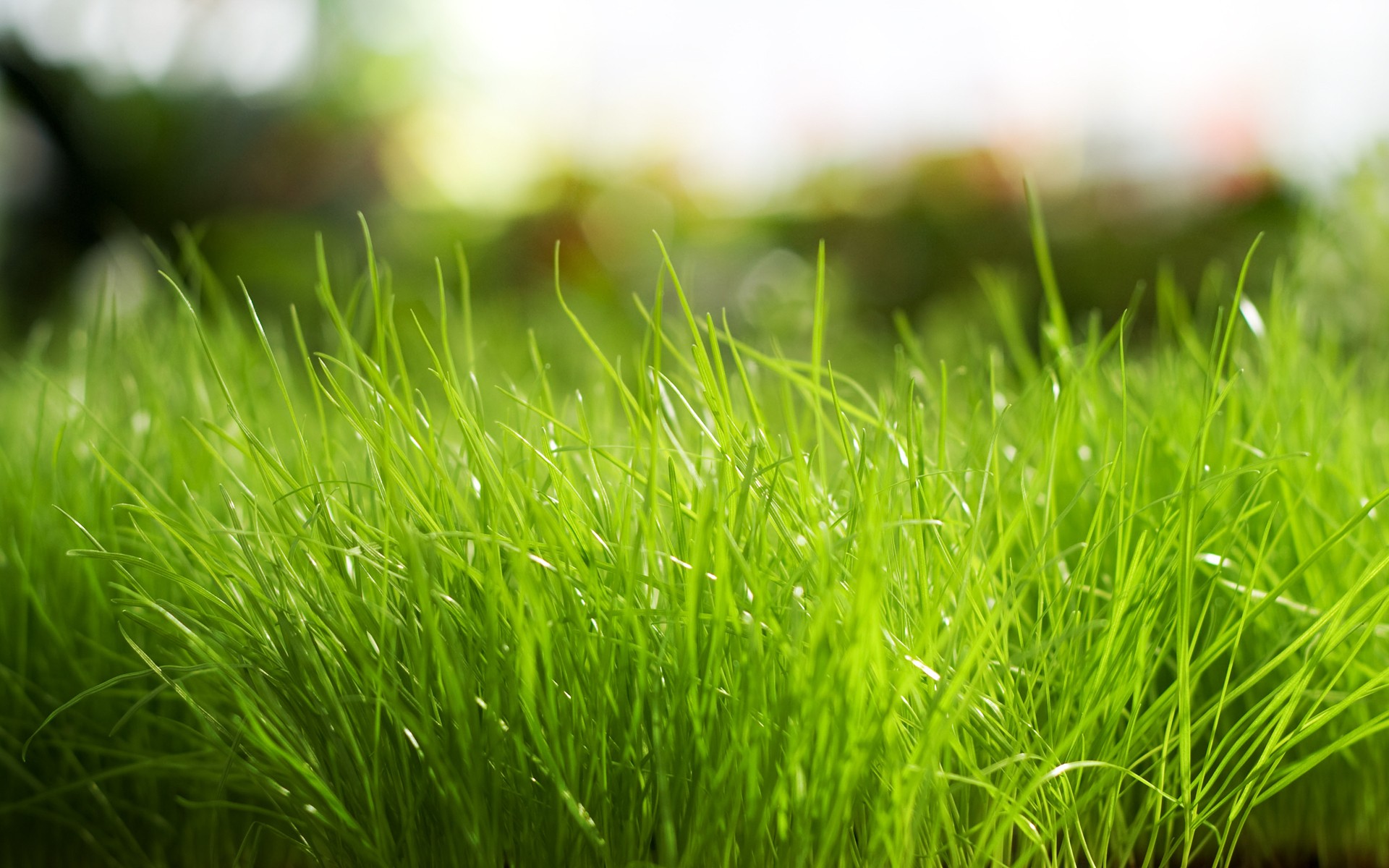 Daily Wallpaper: Fresh Grass | I Like To Waste My Time
