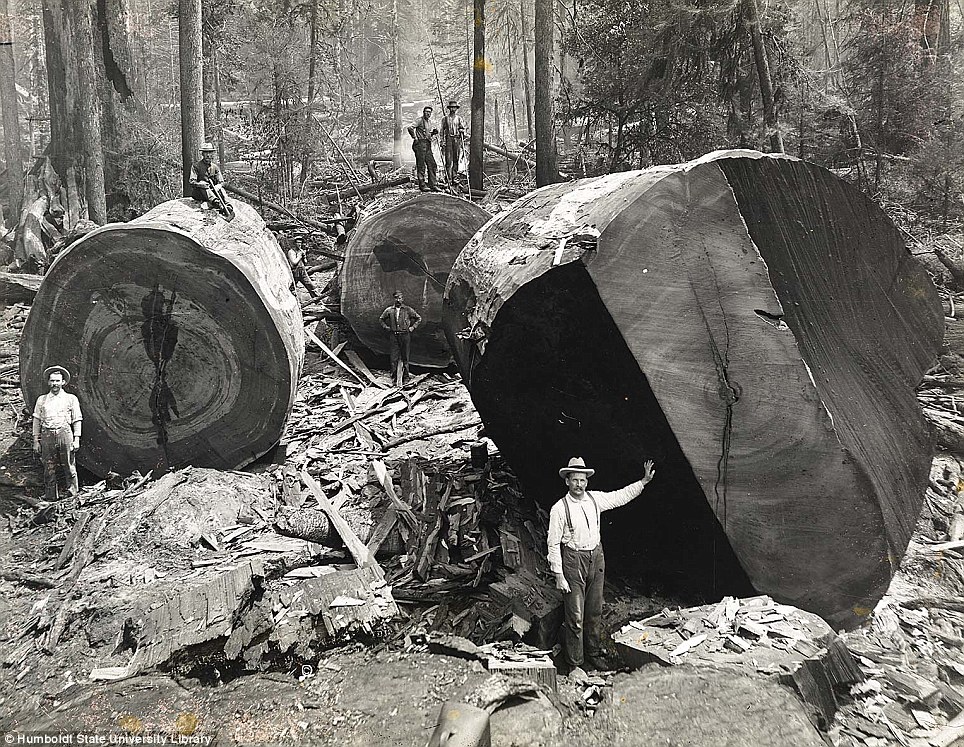 [Image: historical-photos-pt3-california-lumberjacks2.jpg]