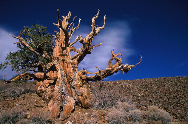 The oldest non-clonal tree in the world is 4845 years old!