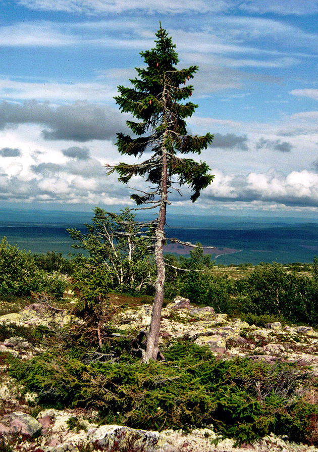 The oldest tree in the world is believed to be 9,550 years old!