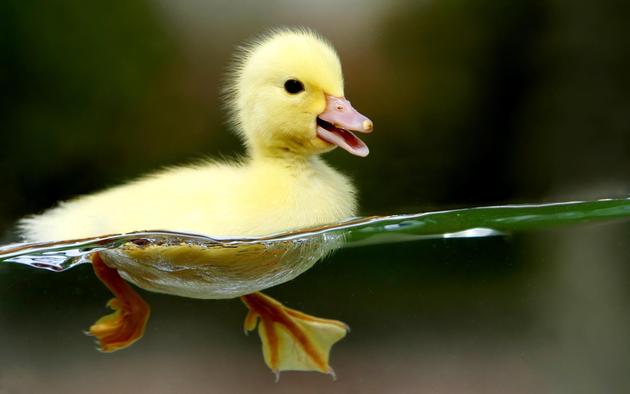 amazing-nature-photos-duckling.jpg