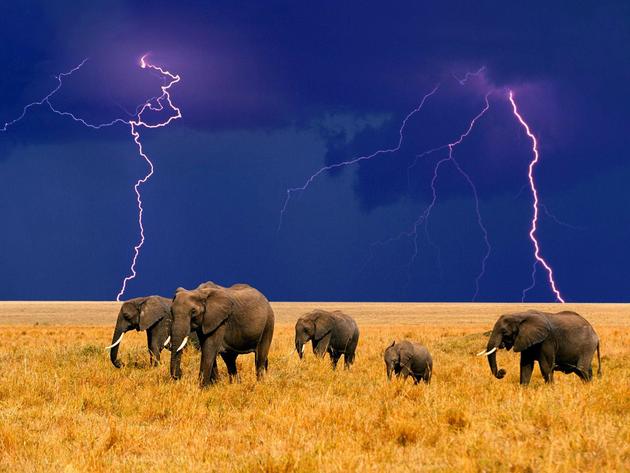 amazing-nature-photos-elephants-storm-lightning.jpg
