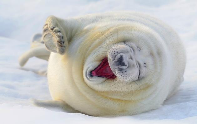 amazing-nature-photos-happy-seal.jpg