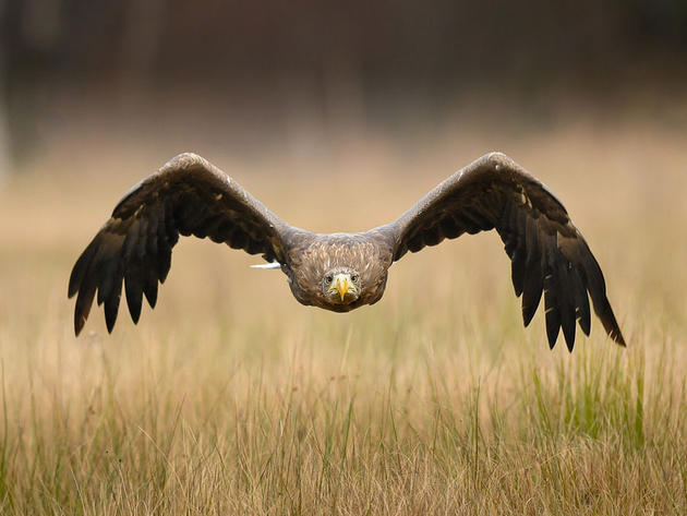 amazing-nature-photos-hawk-flying.jpg