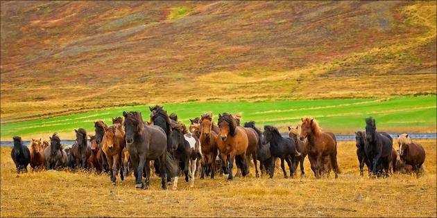 amazing-nature-photos-horses.jpg