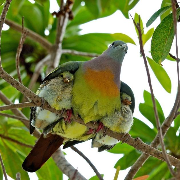 amazing-nature-photos-mothers-wing.jpg