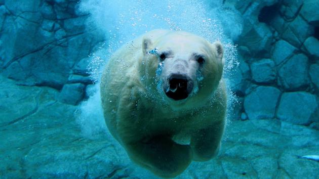 amazing-nature-photos-polar-bear-swimming.jpg