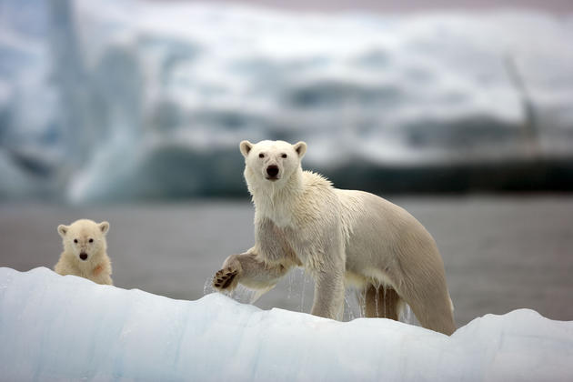 amazing-nature-photos-polar-bears.jpg