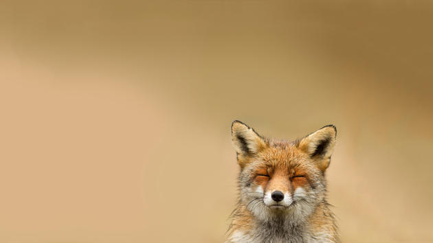 amazing-nature-photos-relaxed-fox.jpg