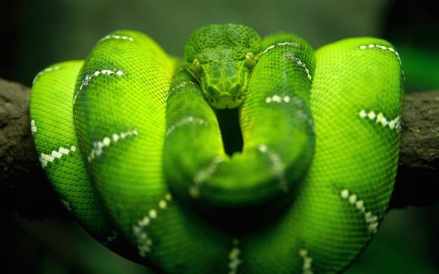 amazing-nature-photos-snake.jpg