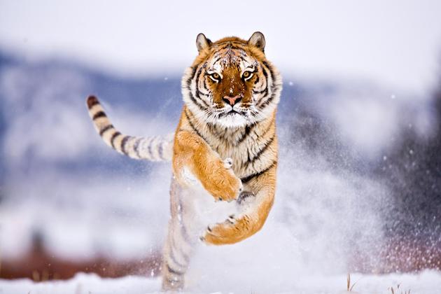 amazing-nature-photos-tiger-running.jpg