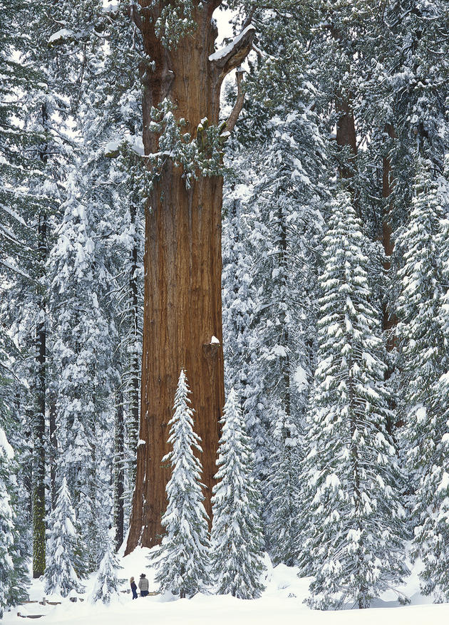 Biggest tree in the world size comparison