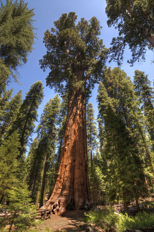 Biggest tree in the world: the General Sherman