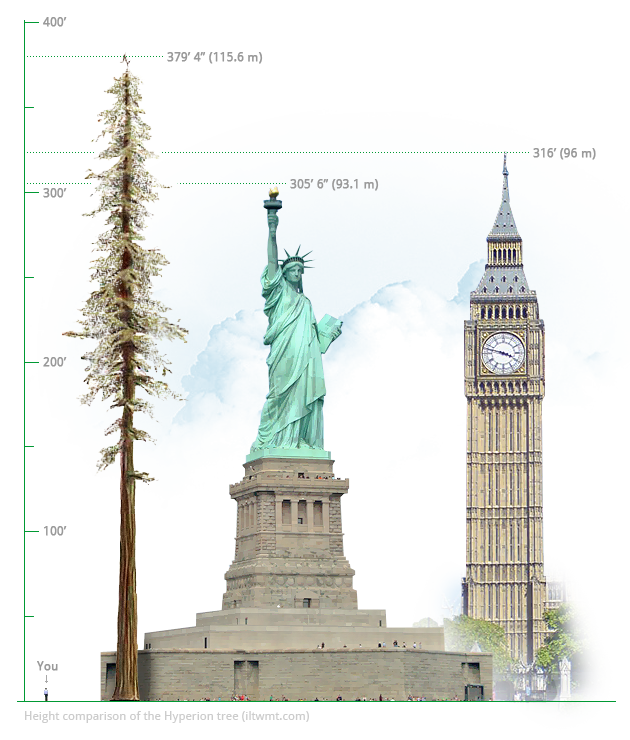 Hyperion tree comparison to the Statue of Liberty and the Big Ben