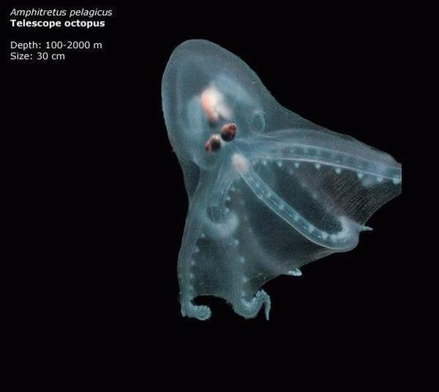 Mariana Trench Creatures - Mariana Trench Research Paper