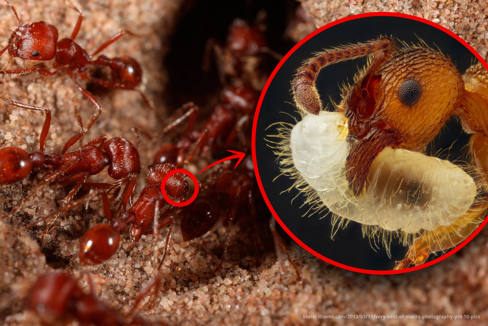 Red ant magnified ×5