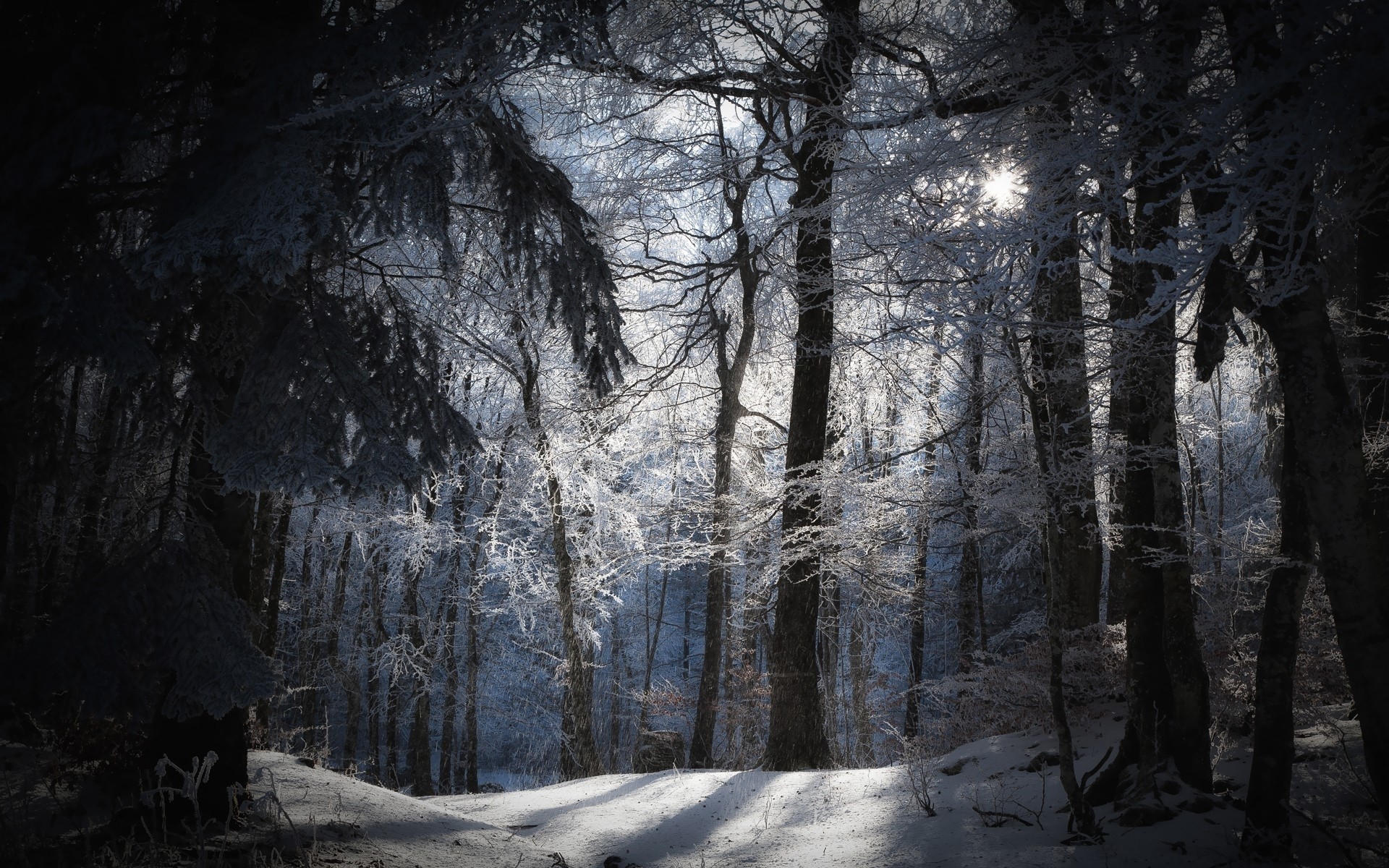 Daily Wallpaper: Winter Forest | I Like To Waste My Time