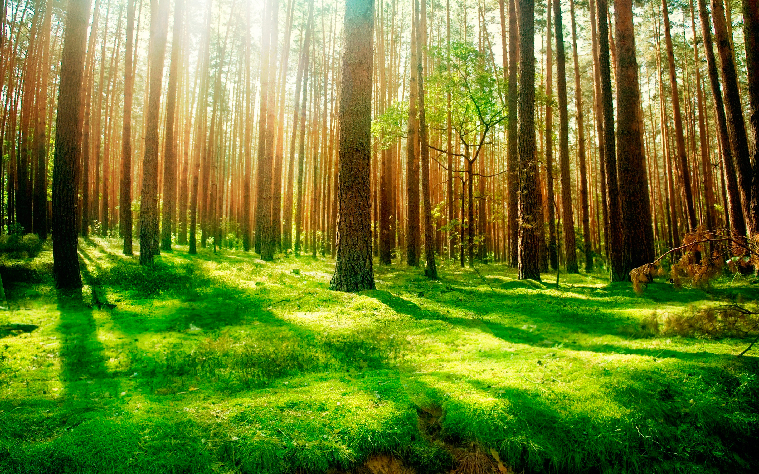 Daily Wallpaper Forest Scenery I Like To Waste My Time