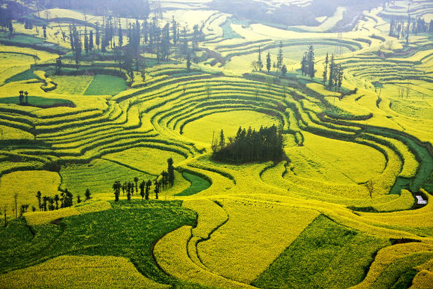 Cascading fields of Luoping China