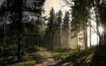 Forest trail wallpaper