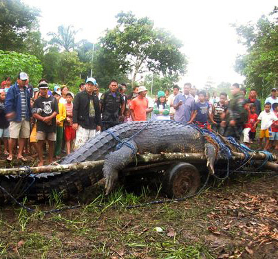 Biggest Crocodile Ever Caught | I Like To Waste My Time