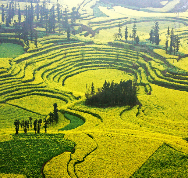 All 27+ Photos canola fields in luoping county, china Completed