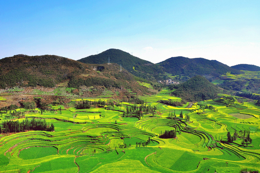 Beautiful Canola Fields of Luoping China  11 Pics I 