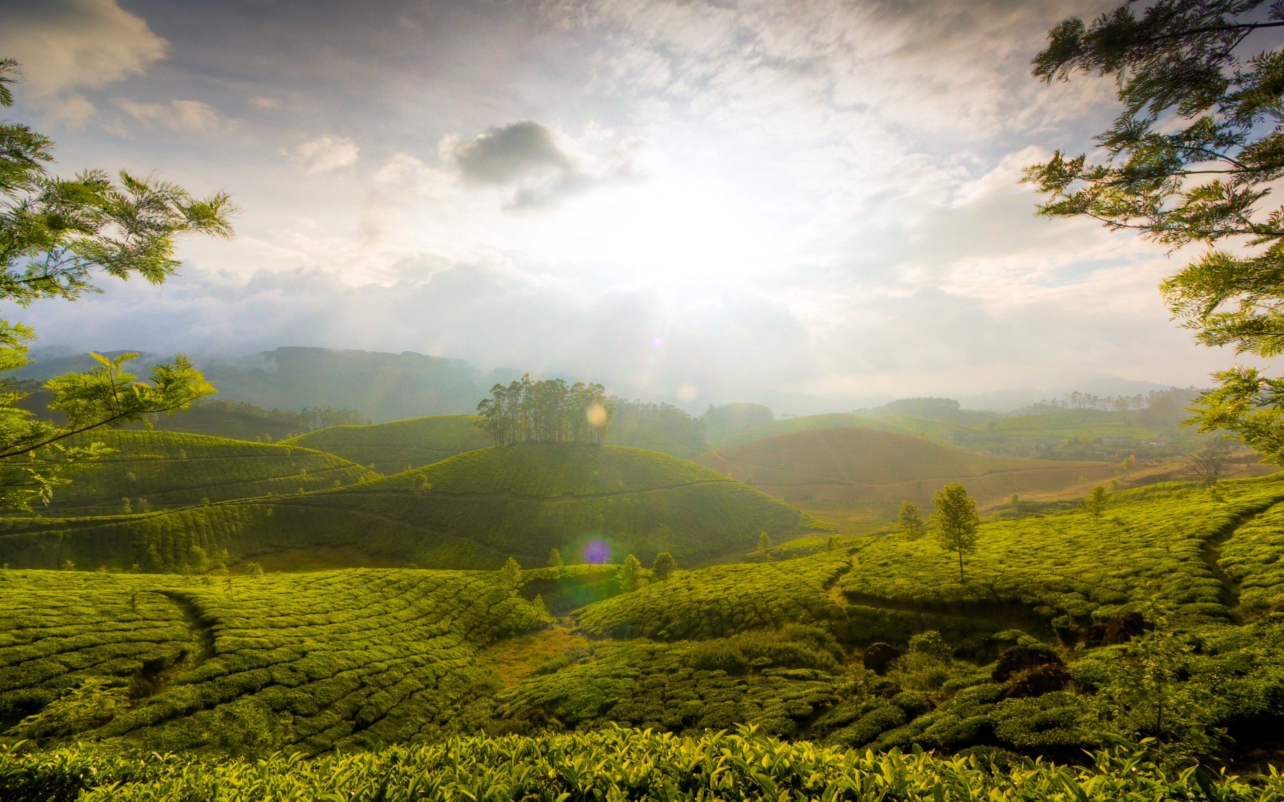 Daily Wallpaper: Hills of Munnar, India | I Like To Waste ...