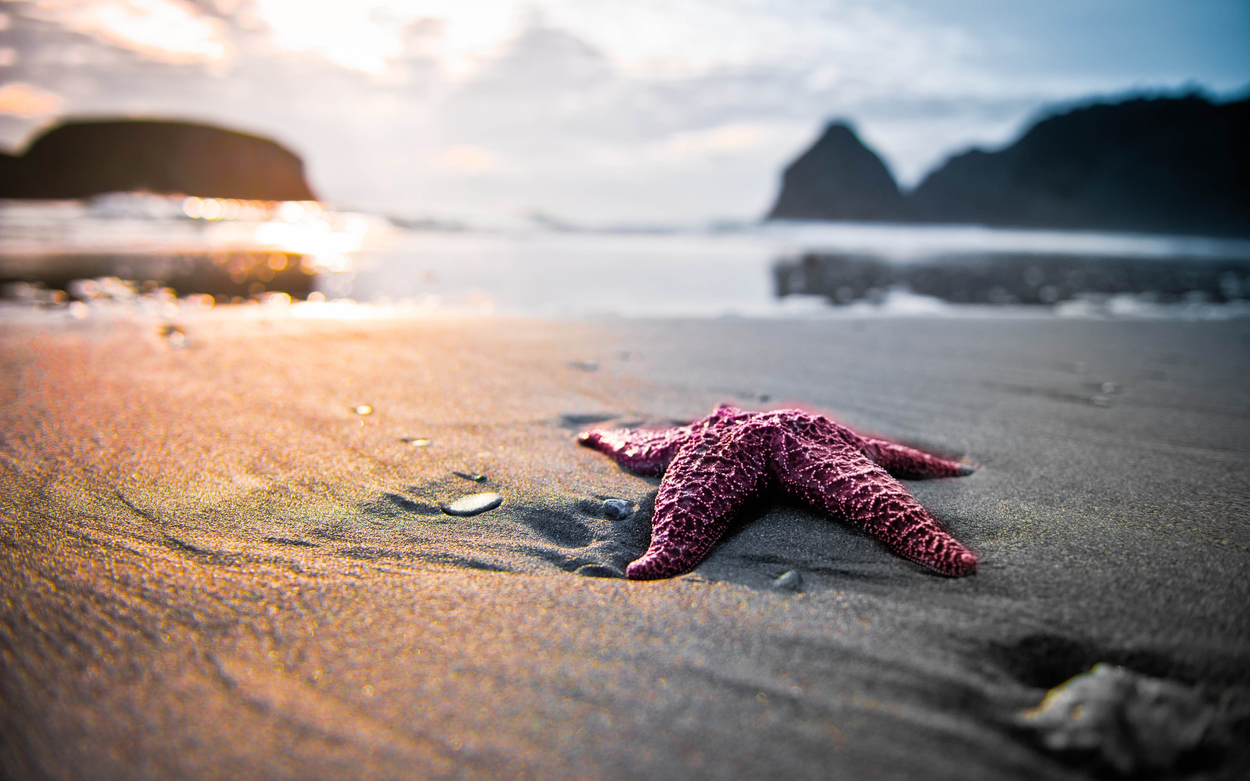 Daily Wallpaper: Starfish | I Like To Waste My Time